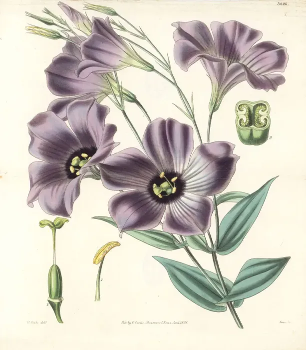 Framed Print : Texas bluebells, Eustoma grandiflorum Framed Print : Texas bluebells, Eustoma grandiflorum