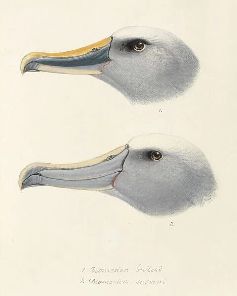 Thalassarche bulleri, Bullers albatross, T. salvini, Salvin