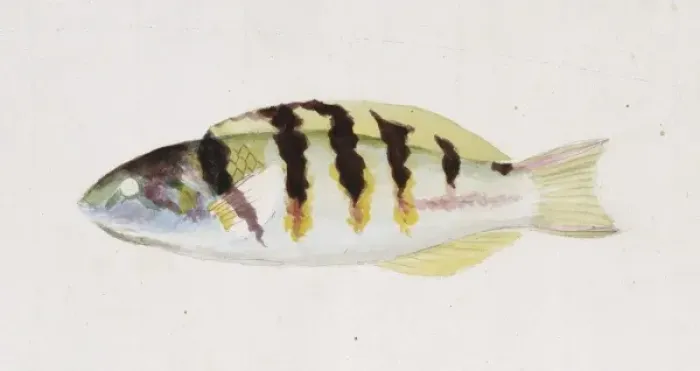 Framed Print : Thalassoma hardwicke, six-bar wrasse Framed Print : Thalassoma hardwicke, six-bar wrasse
