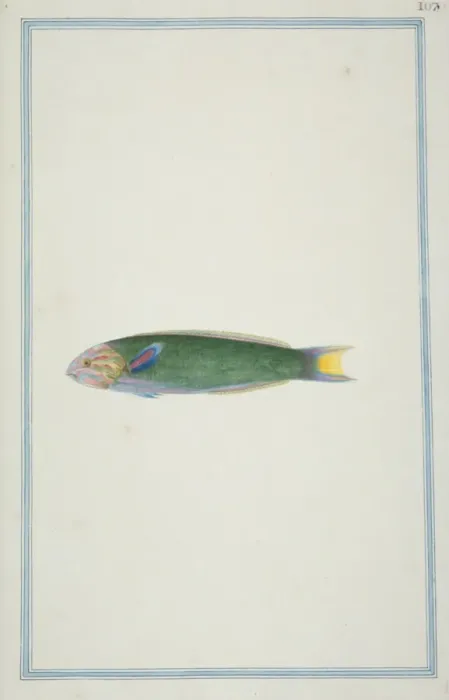 Framed Print : Thalassoma lunare, moon wrasse Framed Print : Thalassoma lunare, moon wrasse