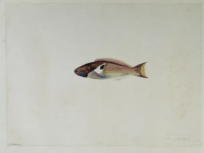 Framed Print : Thalassoma quinquevittata, fivestripe wrasse Framed Print : Thalassoma quinquevittata, fivestripe wrasse