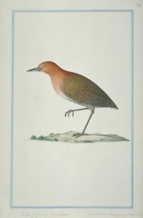 Framed Print : Thamnolaea cinnamomeiventris, mocking cliffchat Framed Print : Thamnolaea cinnamomeiventris, mocking cliffchat