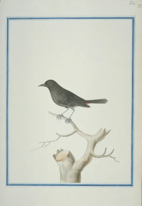 Framed Print : Thamnolaea cinnamomeiventris, mocking cliffchat Framed Print : Thamnolaea cinnamomeiventris, mocking cliffchat