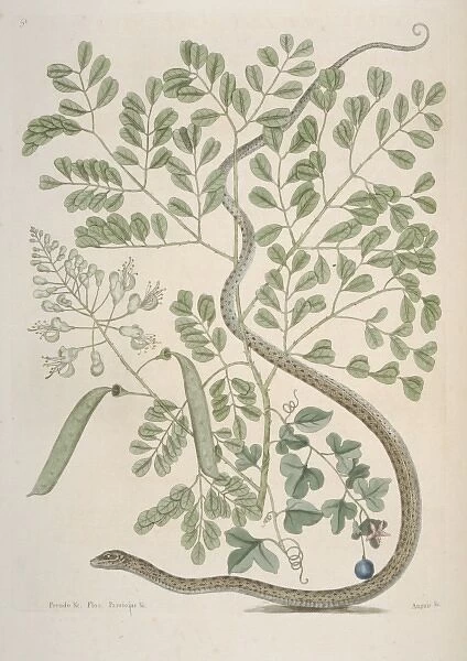 Thamnophis sauritus, spotted ribbonsnake