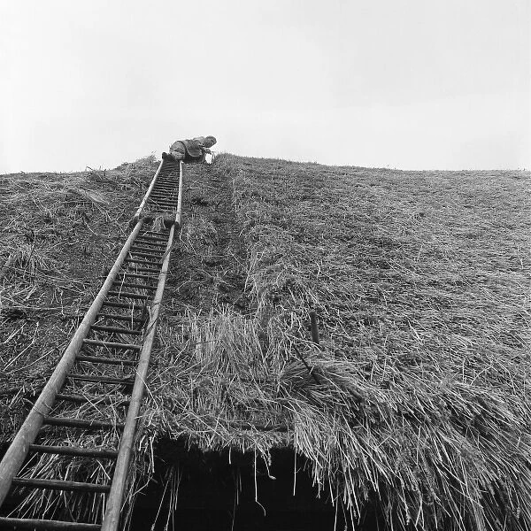 Thatcher, Sidney Chun, thatching a roof at Marlborough