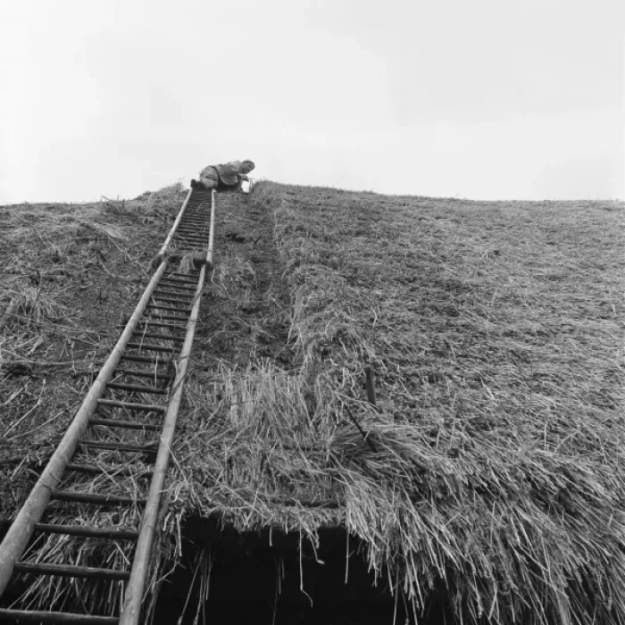 Framed Print : Thatcher, Sidney Chun, thatching a roof at Marlborough Framed Print : Thatcher, Sidney Chun, thatching a roof at Marlborough