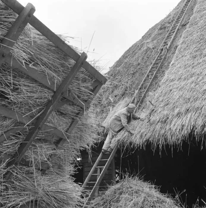 Framed Print : Thatcher, Sidney Chun - thatching a roof at Marlborough Framed Print : Thatcher, Sidney Chun - thatching a roof at Marlborough