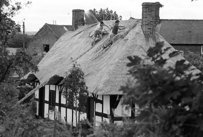 Framed Print : Thatching Isaac Walton Cottage - 2 Framed Print : Thatching Isaac Walton Cottage - 2