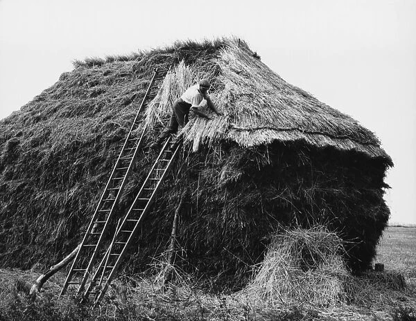 Thatching a Rick  /  1930S