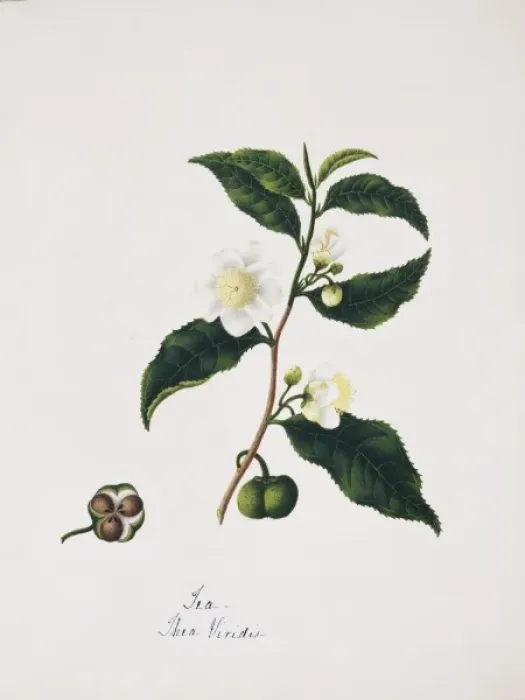 Framed Print : Thea viridis, tea Framed Print : Thea viridis, tea