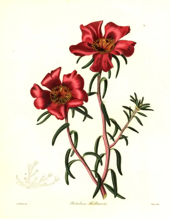 Framed Print : Thellusons portulaca, Portulaca thellusonii Framed Print : Thellusons portulaca, Portulaca thellusonii