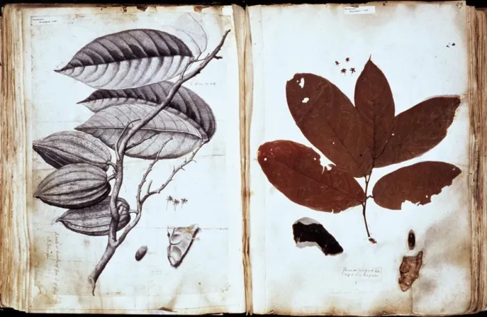 Framed Print : Theobroma cacao, chocolate Framed Print : Theobroma cacao, chocolate