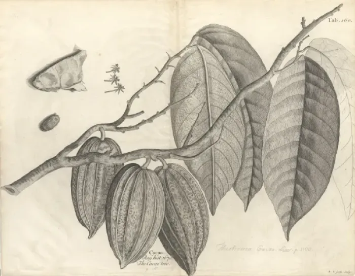 Framed Print : Theobroma cacao, cocoa Framed Print : Theobroma cacao, cocoa