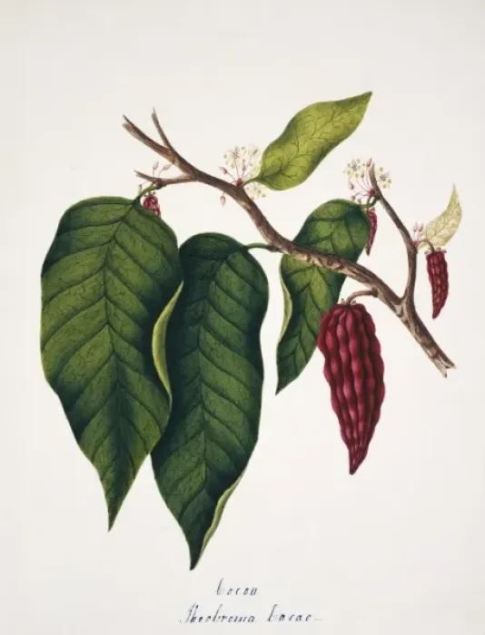 Framed Print : Theobroma cacao, cocoa Framed Print : Theobroma cacao, cocoa