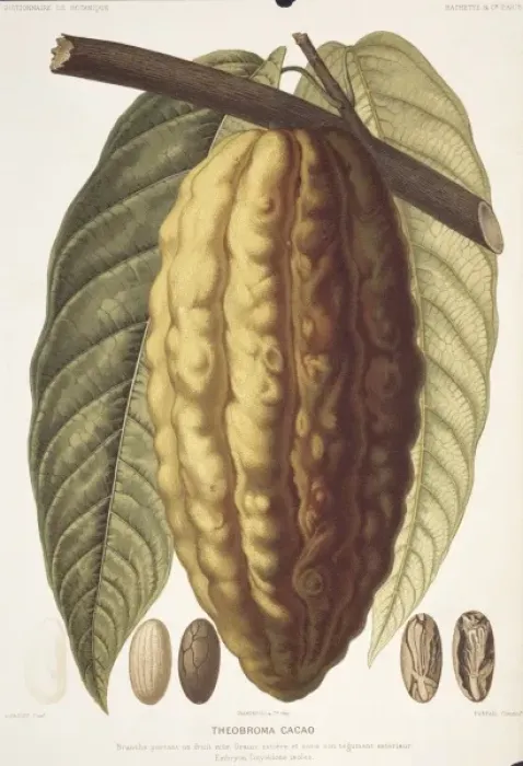 Framed Print : Theobroma cacao, cocoa Framed Print : Theobroma cacao, cocoa