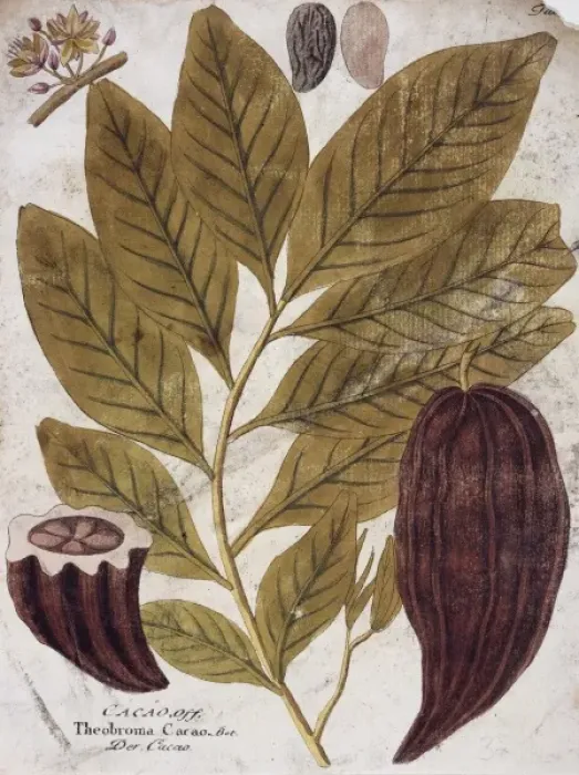 Framed Print : Theobroma cacao, cocoa tree Framed Print : Theobroma cacao, cocoa tree