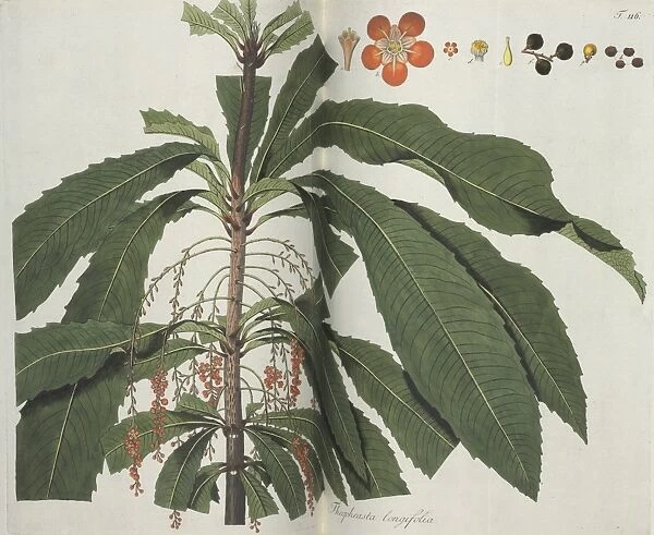 Theophrasta longifolia