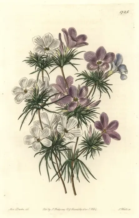 Framed Print : Thick-flowered slender-tube, Leptosiphon densiflorus Framed Print : Thick-flowered slender-tube, Leptosiphon densiflorus
