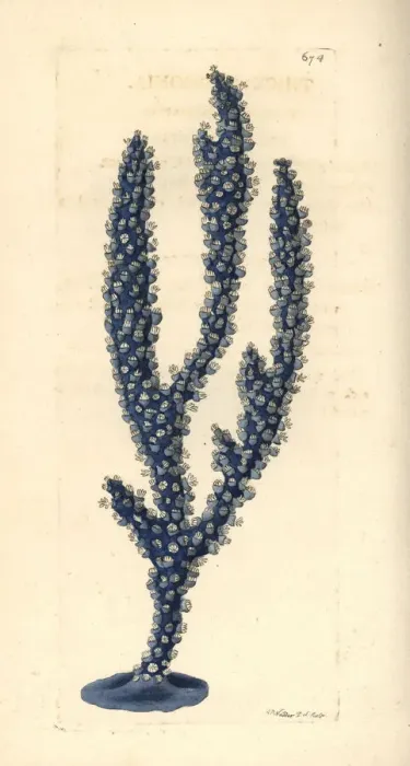 Framed Print : Thick gorgonia, Gorgonia crassa? Framed Print : Thick gorgonia, Gorgonia crassa?
