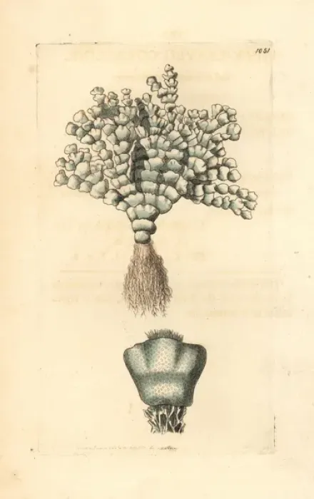Framed Print : Thick-leaved coralline, Corralina incrassata Framed Print : Thick-leaved coralline, Corralina incrassata