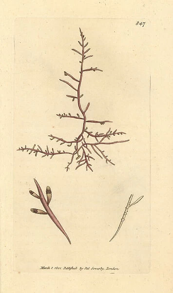 Thick-leaved fucus, Chondria dasyphylla