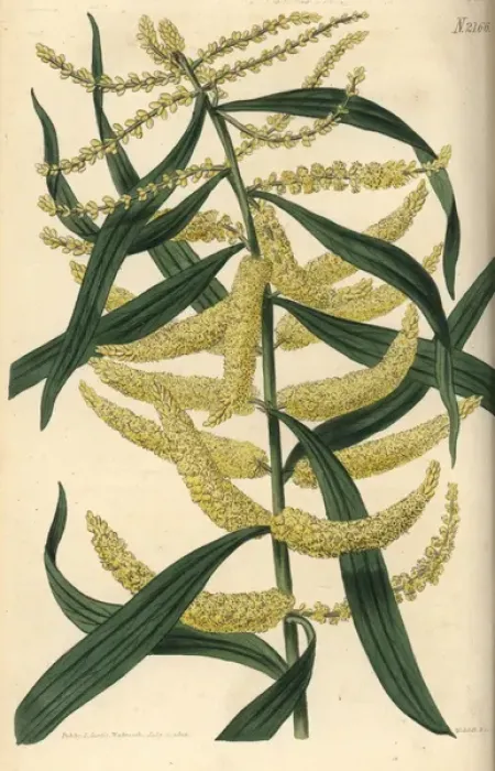 Framed Print : Thick spiked long-leaved acacia, Acacia longifolia Framed Print : Thick spiked long-leaved acacia, Acacia longifolia