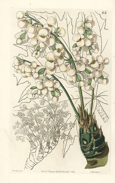 Thick-stemmed begonia, Begonia crassicaulis