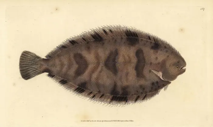 Framed Print : Thickback sole, Microchirus variegatus Framed Print : Thickback sole, Microchirus variegatus