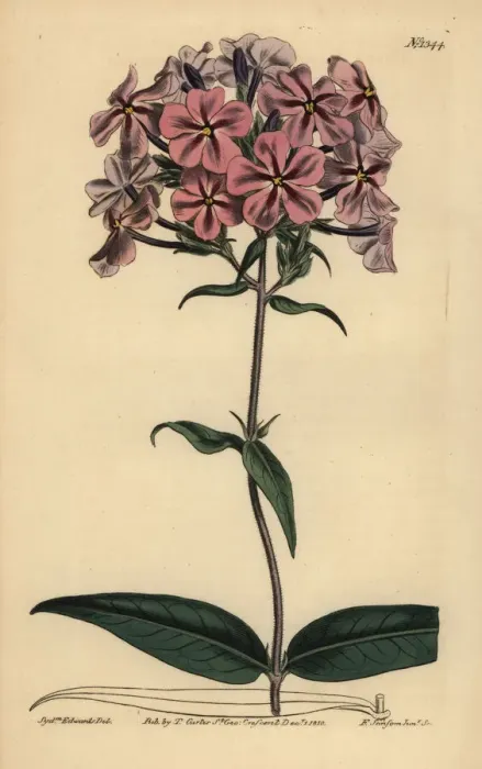 Framed Print : Thickleaf phlox, Phlox carolina Framed Print : Thickleaf phlox, Phlox carolina