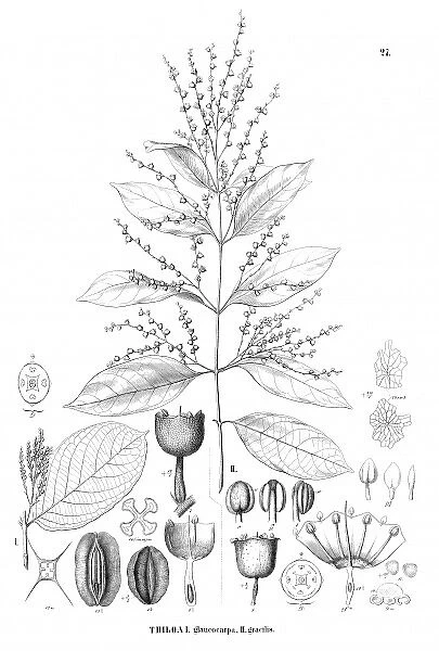 Thiloa glaucocarpa and Thiloa gracilis