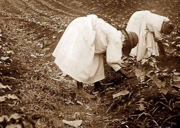 Thinning cotton seadlings, St Vincent, Caribbean