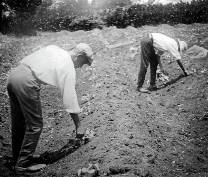 Framed Print : Thinning cotton seadlings in St Vincent early 1900s Framed Print : Thinning cotton seadlings in St Vincent early 1900s
