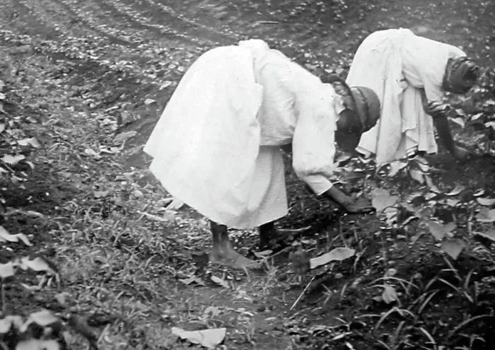 Framed Print : Thinning cotton seadlings in St Vincent early 1900s Framed Print : Thinning cotton seadlings in St Vincent early 1900s