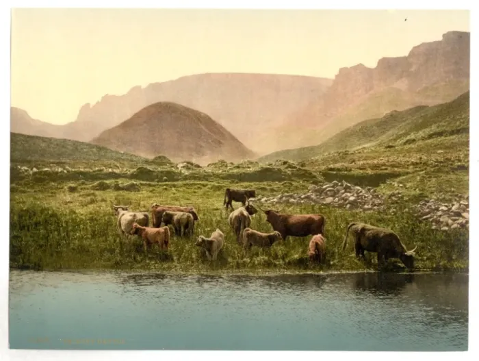 Framed Print : Thirsty cattle, England Framed Print : Thirsty cattle, England