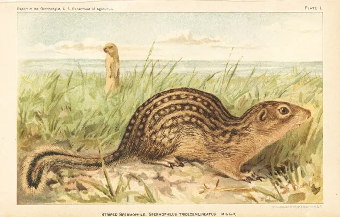 Framed Print : Thirteen-lined ground squirrel, Ictidomys tridecemlineatus Framed Print : Thirteen-lined ground squirrel, Ictidomys tridecemlineatus