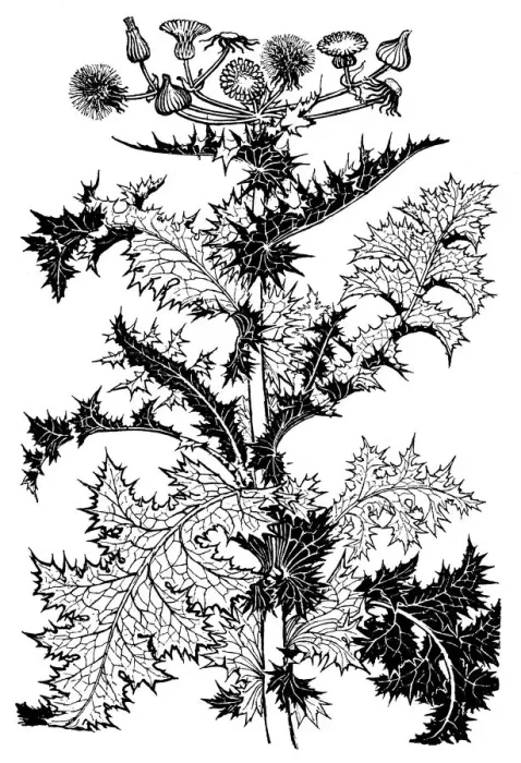 Framed Print : Thistle. Studies in plant form with suggestions for their application to design Framed Print : Thistle. Studies in plant form with suggestions for their application to design