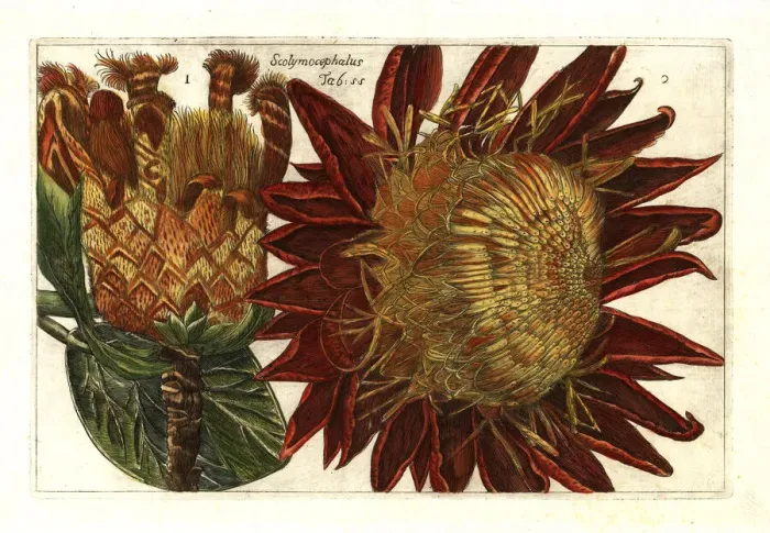 Framed Print : Thistle protea, Protea scolymocephala Framed Print : Thistle protea, Protea scolymocephala