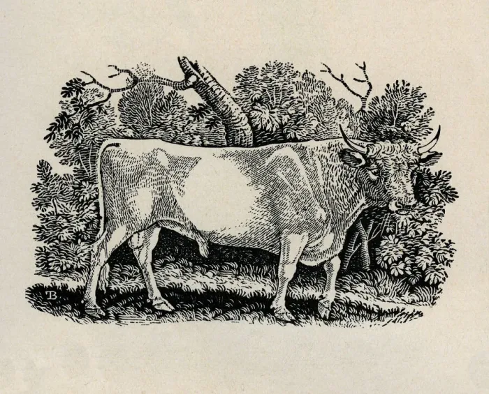 Framed Print : Bull. Artist: Thomas Bewick Framed Print : Bull. Artist: Thomas Bewick