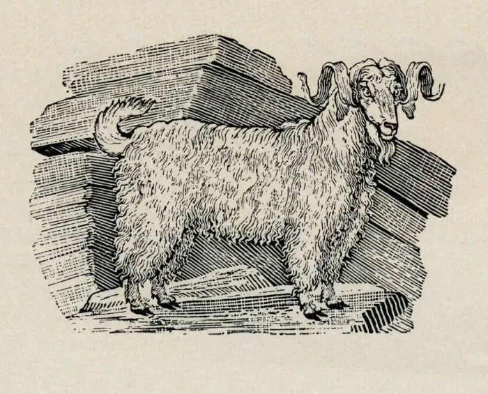 Framed Print : Sheep. Long haired sheep on rocks. Artist: Thomas Bewick Framed Print : Sheep. Long haired sheep on rocks. Artist: Thomas Bewick