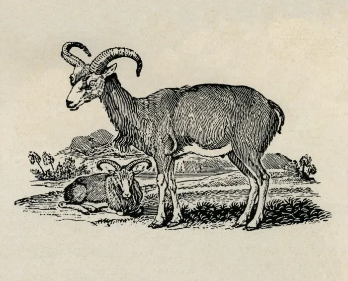 Framed Print : Ibex. Two Ibex. Artist: Thomas Bewick Framed Print : Ibex. Two Ibex. Artist: Thomas Bewick