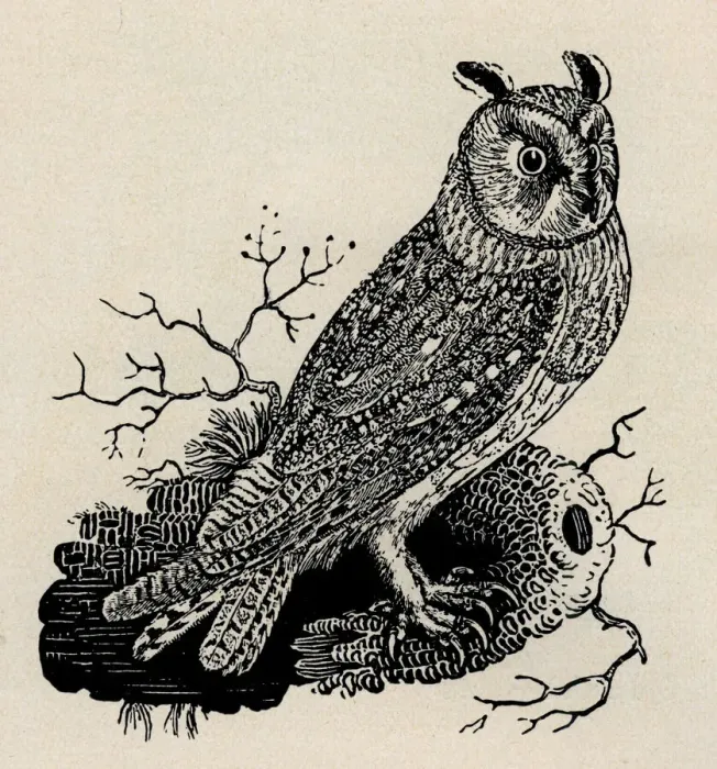 Framed Print : Owl. Long-eared owl. Artist: Thomas Bewick Framed Print : Owl. Long-eared owl. Artist: Thomas Bewick