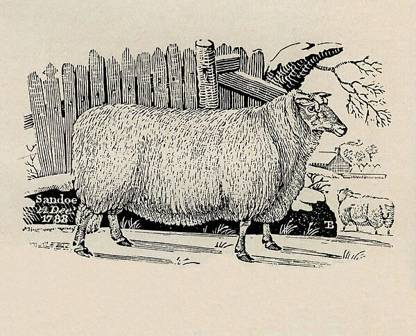 Sheep sheltering beside fence in snow. Artist: Thomas Bewick