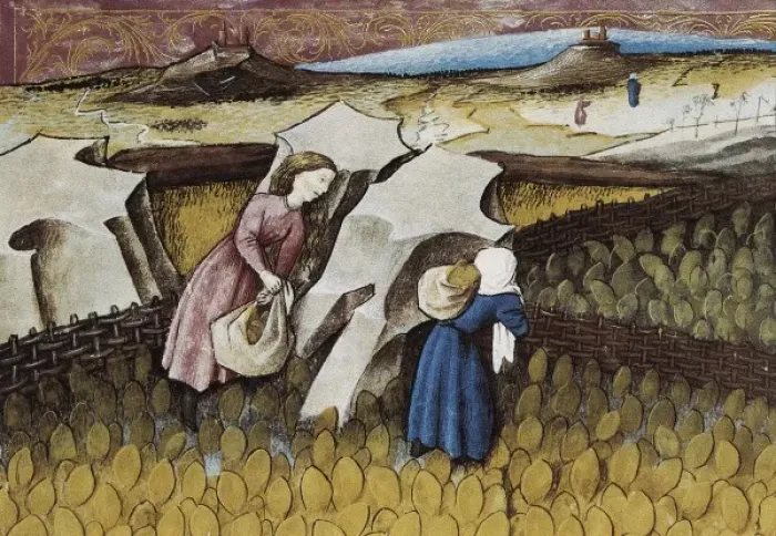 Framed Print : THOMAS of Cantimpr頨1201-1276). Codex Granatensis Framed Print : THOMAS of Cantimpr頨1201-1276). Codex Granatensis