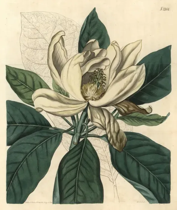 Framed Print : Thomsons new swamp magnolia, Magnolia glauca major Framed Print : Thomsons new swamp magnolia, Magnolia glauca major
