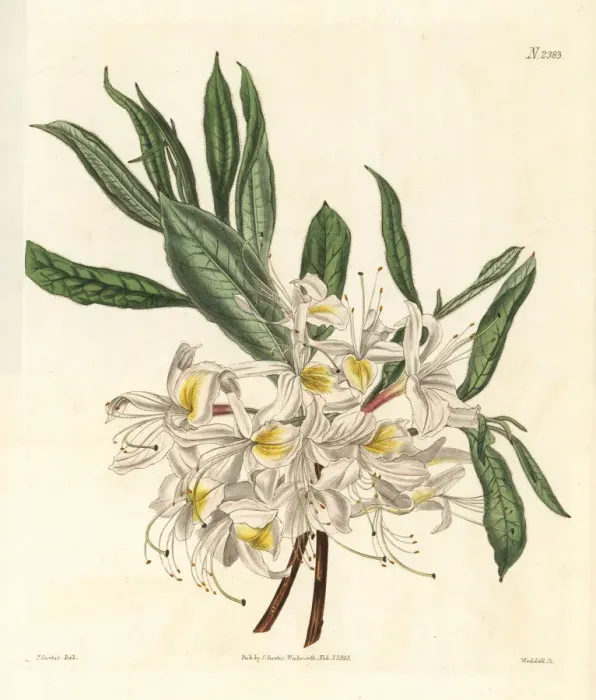 Framed Print : Thomsons white-flowered pontick azalea, Rhododendron luteum Framed Print : Thomsons white-flowered pontick azalea, Rhododendron luteum