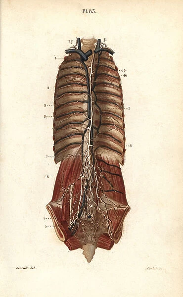 The thoracic canal