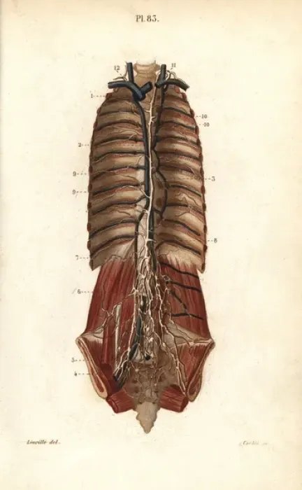 Framed Print : The thoracic canal Framed Print : The thoracic canal