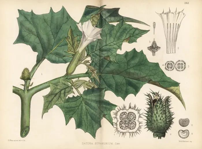 Framed Print : Thorn apple, Datura stramonium Framed Print : Thorn apple, Datura stramonium