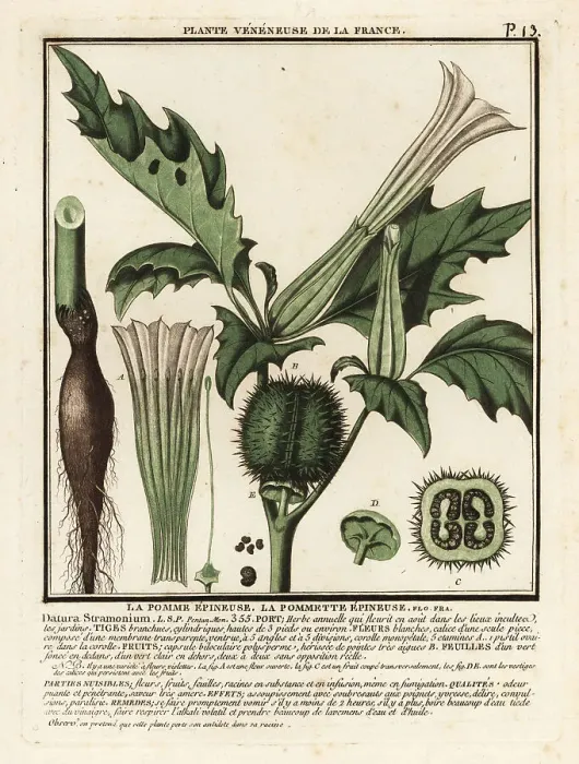 Framed Print : Thorn apple, Datura stramonium Framed Print : Thorn apple, Datura stramonium