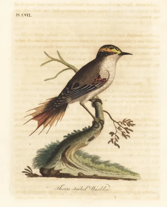 Framed Print : Thorn-tailed rayadito, Aphrastura spinicauda Framed Print : Thorn-tailed rayadito, Aphrastura spinicauda